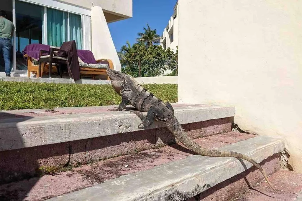Cancun Oceanfront, Entire Apartment